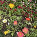 진달래어린이공원 | 부산 시민공원 봄꽃 전시회 후기｜제6회 부산 봄꽃전시회 다녀온 솔직 후기