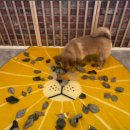 하이멍뭉 이미지