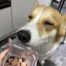 펫더데이 이미지