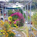 대발농장 이미지