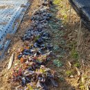 냉수농장 이미지