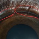 샤인아이안과동물병원 이미지