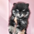 논현 켄넬 이미지