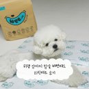 히릿 | 위랩 강아지 참숯 배변패드 히릿패드 후기