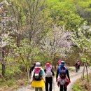 금산 보곡산골 산벚꽃 소풍갑니다 2025.4.21(월) 이미지