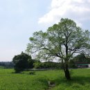 초록빛목장 이미지