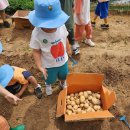 🥔감자수확🥔~텃밭농부👨‍🌾👩‍🌾 이미지