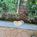 교촌치킨 금천광장점 | 금천구 치킨런 2025 참여 후기 🐔(서울청년센터 금천 청춘삘딩 × 금천구1인가구지원센터)