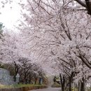 04월01일 (토) 남해 응봉산 설흘산BAC 100+ 다랭이마을 벚꽃 & 테마여행 남파랑길 43코스 이미지