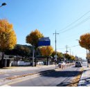 충렬로가로수 이미지