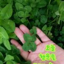행운을드립니다 이미지