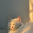 고양이랑 이미지