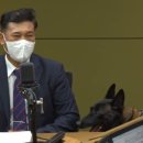 노일호 특수목적견 이미지