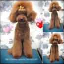 토토펫살롱 | 오늘은 토토만난지 6년되는날!! 탑시저링 다녀온 토토씨~☆