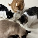 일광세탁 | 픽스드스타쥐돌이장난감 고양이 반응과 세탁법까지 솔직 후기