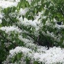 흙이랑 나무랑 이미지