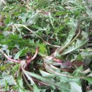 민들레밥상 이미지