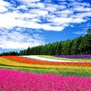 꽃의 천국 일본 북해도 후라노와 비에이 이미지