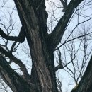 대흥 은행나무길 이미지