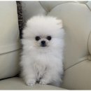 강아지와고양이 이미지