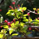 아기사과나무 꽃 이미지