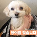 (강아지 실종) 고속도로 교통사고때 강아지가 탈출해서 속리산휴게소 방면으로 가는거 확인함 이미지