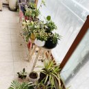 초롱하우스 이미지