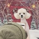 살롱 드 따따 이미지