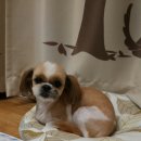 밍키애견 이미지