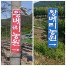 왕베리농원 이미지