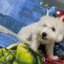 오도도그 이미지