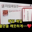 앨리스인크루즈