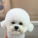 피카소 동물병원 미용 이미지