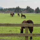 성골목장 이미지