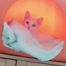 청춘애견 계룡점 이미지