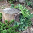 그루터기 이미지