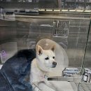 조항일동물병원 | 창원 동물병원 추천 조항일동물병원 진료시간비용위치리뷰