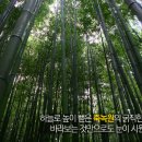죽녹원 이미지