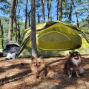 소야리 버스정류장 | [애견동반 백패킹] #16 덕적도 9월 아직 더운 가을에 가기 딱인 섬 백패킹