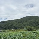 연밭 | 기장 곰내연밭 실시간 후기 연꽃·해바라기 개화상황+주차팁 총정리