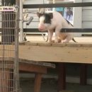 민지농장 이미지