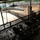 선우목장 이미지