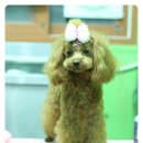 꼬마애견샵 이미지
