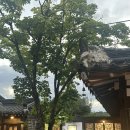 목련 | 전주 객사카페추천, 목련을부탁해 한옥카페 후기