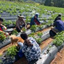 보성이네 이미지