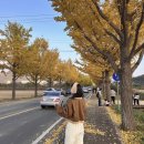 통일전 | 경주 은행 단풍 실시간 통일전 은행나무 경주여행후기