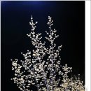 강변(소공원) 이미지