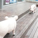 아이큐안경콘택트 이미지