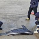 바다소식 이미지