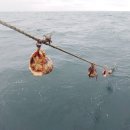 비안도수산 이미지